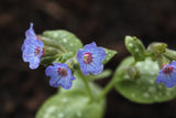Pulmonaria saccharata 'Reginald Kaye'