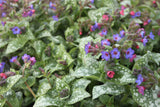 Pulmonaria saccharata 'Reginald Kaye'