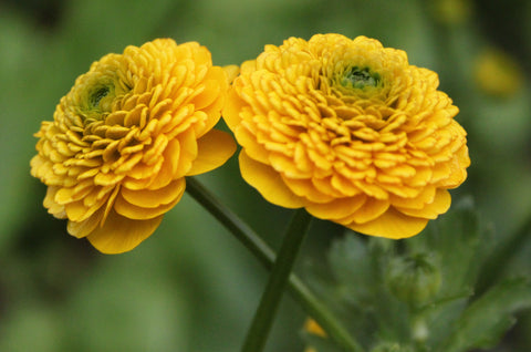 Ranunculus contantinopolitanus 'Plenus' (Bulbous buttercup)