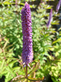 Veronicastrum 'Red Arrows'