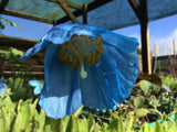 Meconopsis 'Lingholm' (Himalayan Blue Poppy)