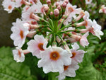 Primula japonica (Candelabra Primula) Pale Pink