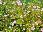 Claytonia sibirica (Pink purslane, Siberian Spring Beauty, Miner's Lettuce)