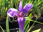 Iris setosa 'Baby Blue'