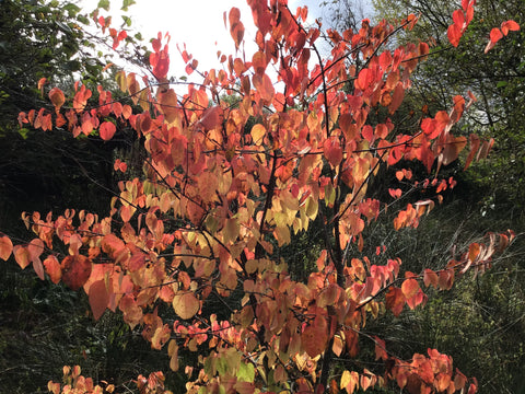Cercidiphyllum japonicum (Katsura Tree, Candyfloss Tree)