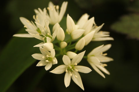 Allium ursinum (Wild Garlic)