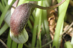 Arisarum proboscideum (Mouse Plant)