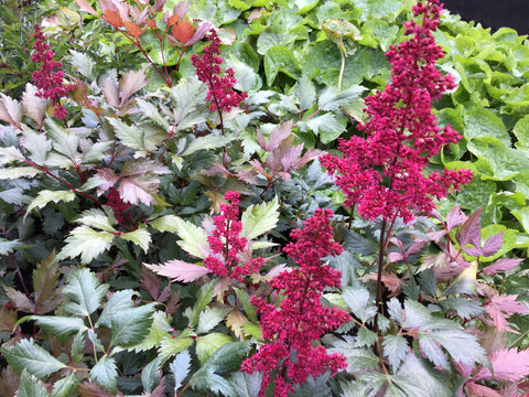 Astilbe 'Fanal' (x arendsii)