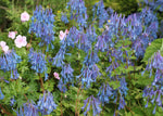 Corydalis elata