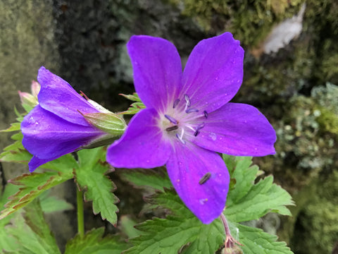 Geranium sylvaticum 'Mayflower'