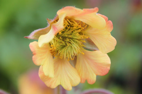Delicate yellow orange flower of Geum Rusty Young