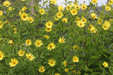 Profusion of small yellow flowers of Helianthus Lemon Queen