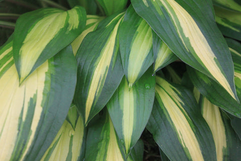 Large variegated leaves, green and white