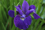 Iris sibirica 'Ruffled Velvet'