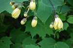 Kirengoshoma palmata (Yellow wax bells)