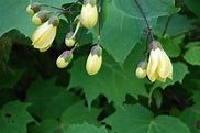 Kirengoshoma palmata (Yellow wax bells)