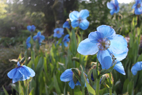 Blue flowers of Meconopsis Lingholm