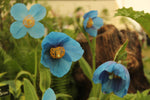 Meconopsis Fertile Blue Group (Himalayan Blue Poppy)