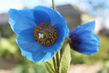 Meconopsis 'Lingholm' (Himalayan Blue Poppy)