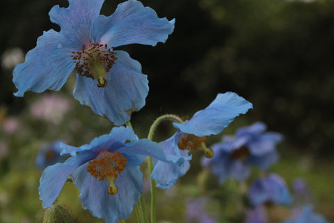 Meconopsis baileyi (Himalayan Blue Poppy)