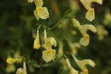Nepeta govaniana