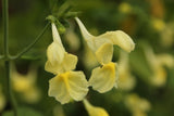 Nepeta govaniana