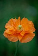 Papaver ruprifragum 'Orange Feathers' (Spanish Poppy)
