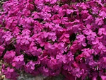 Phlox subulata 'McDaniels Cushion' (Moss Phlox)