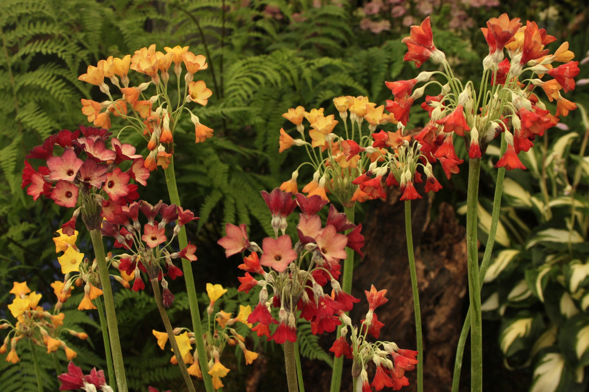 Primula florindae hybrids (Giant Himalayan Cowslip) – Tinnisburn Plants