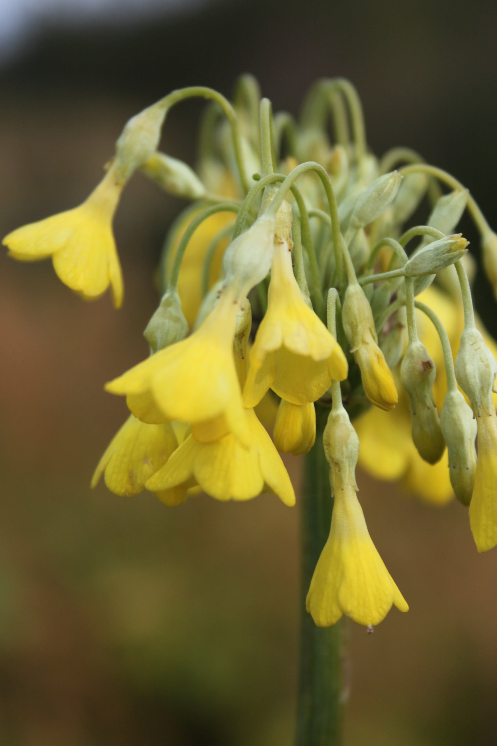 Primula florindae (Giant Himalayan Cowslip) – Tinnisburn Plants