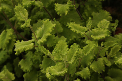 Teucrium scorodonia 'Crispum' (Curly Wood Sage)