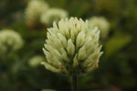 Trifolium ochroleucon (Sulphur Clover)