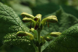 Triosteum himalayanum (Horse gentian, Himalayan feverwort)