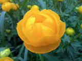 Trollius x cultorum 'Golden Cup'