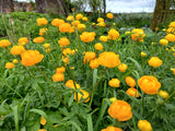 Trollius x cultorum 'Golden Cup'