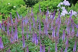 Veronicastrum 'Red Arrows'