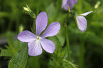 Viola cornuta (Horned pansy, Horned violet)